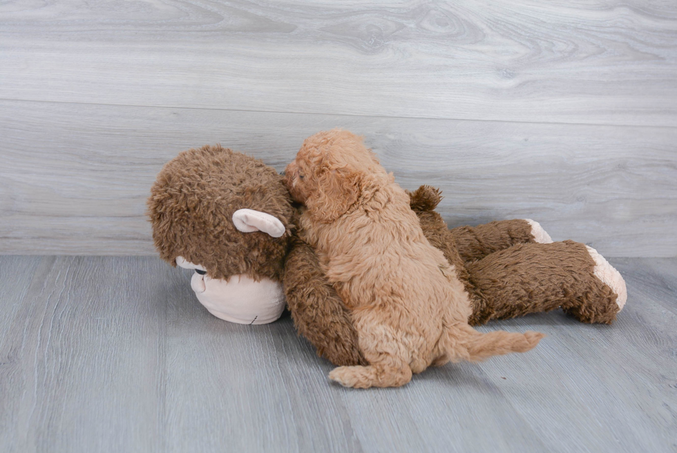 Cavapoo Pup Being Cute