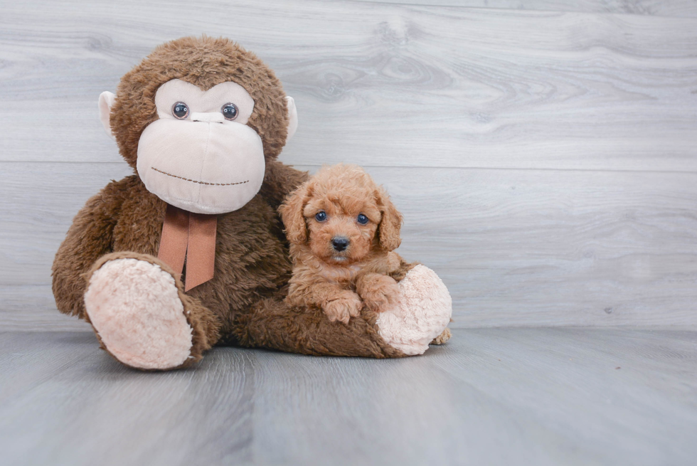 Fluffy Cavapoo Poodle Mix Pup