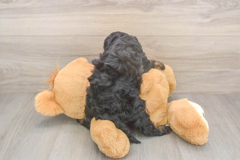 Petite Cavapoo Poodle Mix Pup