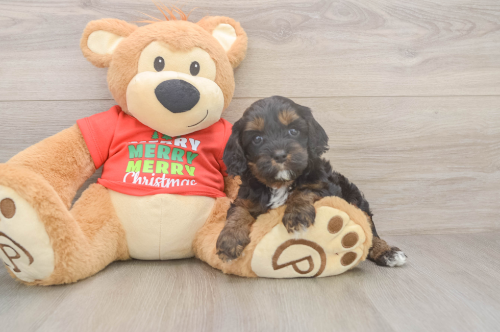5 week old Cavapoo Puppy For Sale - Premier Pups