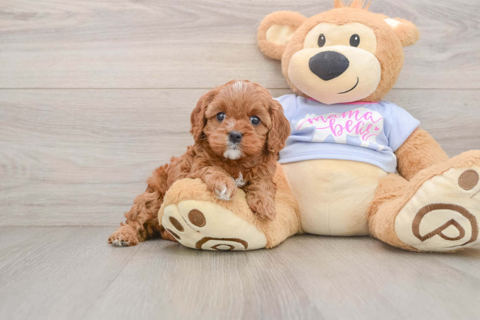 Playful Cavapoodle Poodle Mix Puppy