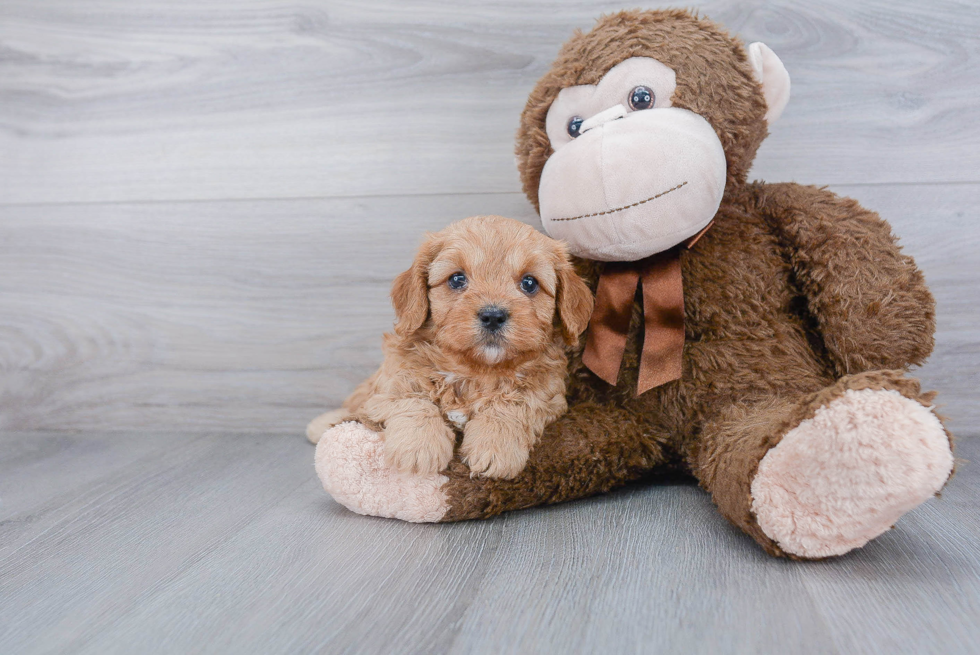 Funny Cavapoo Poodle Mix Pup