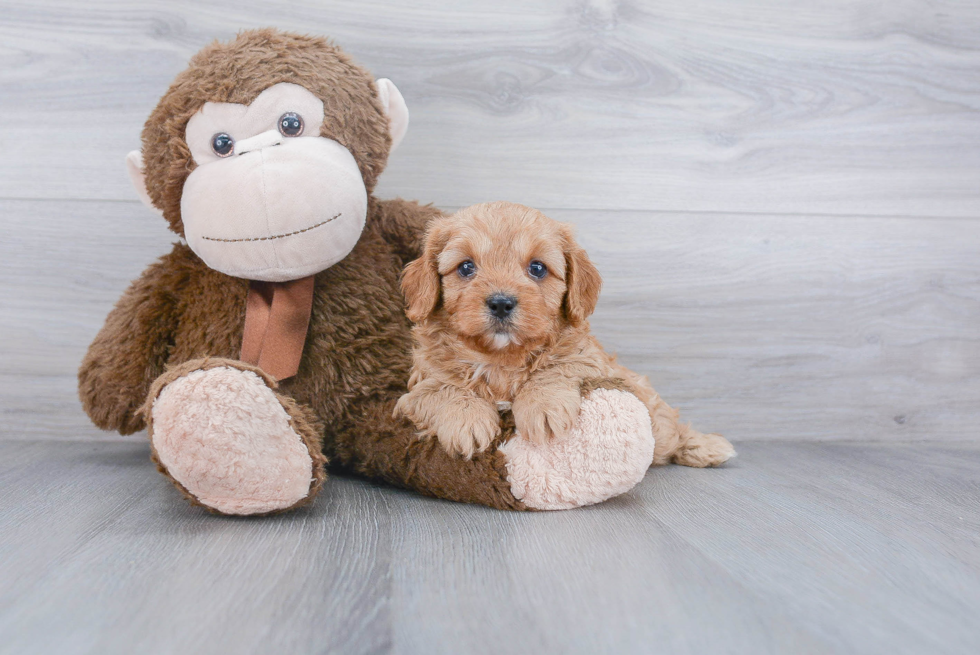 Friendly Cavapoo Baby