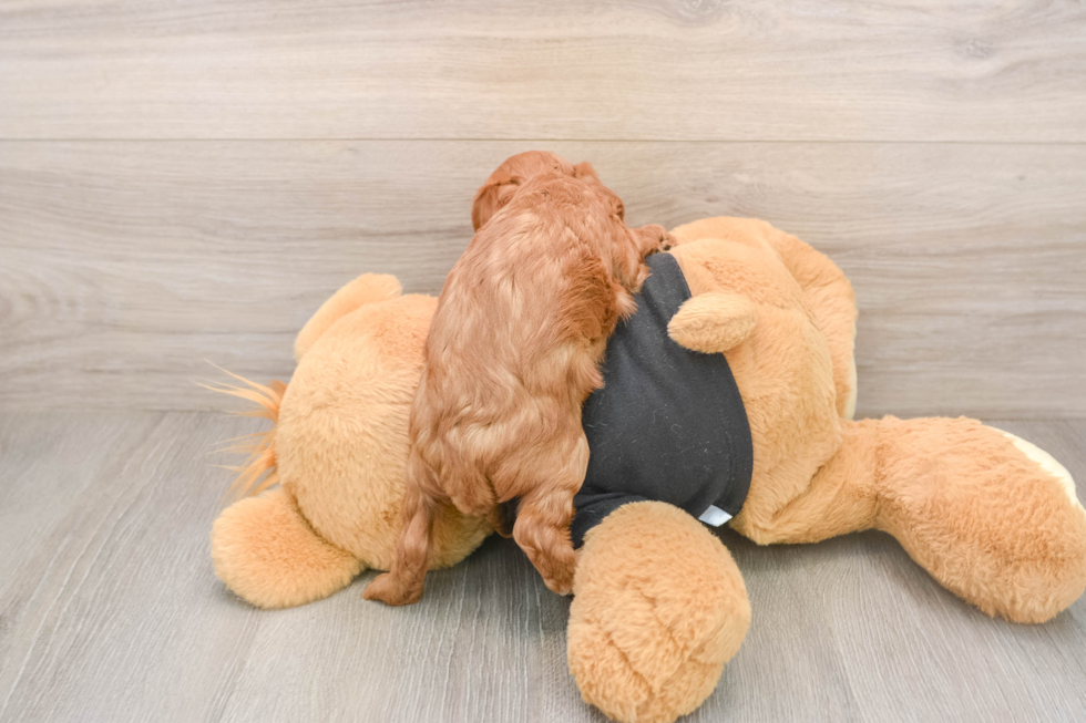 Best Cavapoo Baby