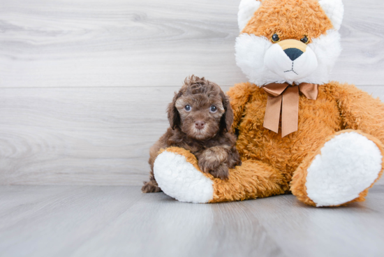 Fluffy Cavapoo Poodle Mix Pup