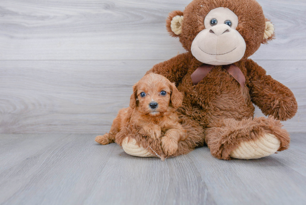 Best Cavapoo Baby