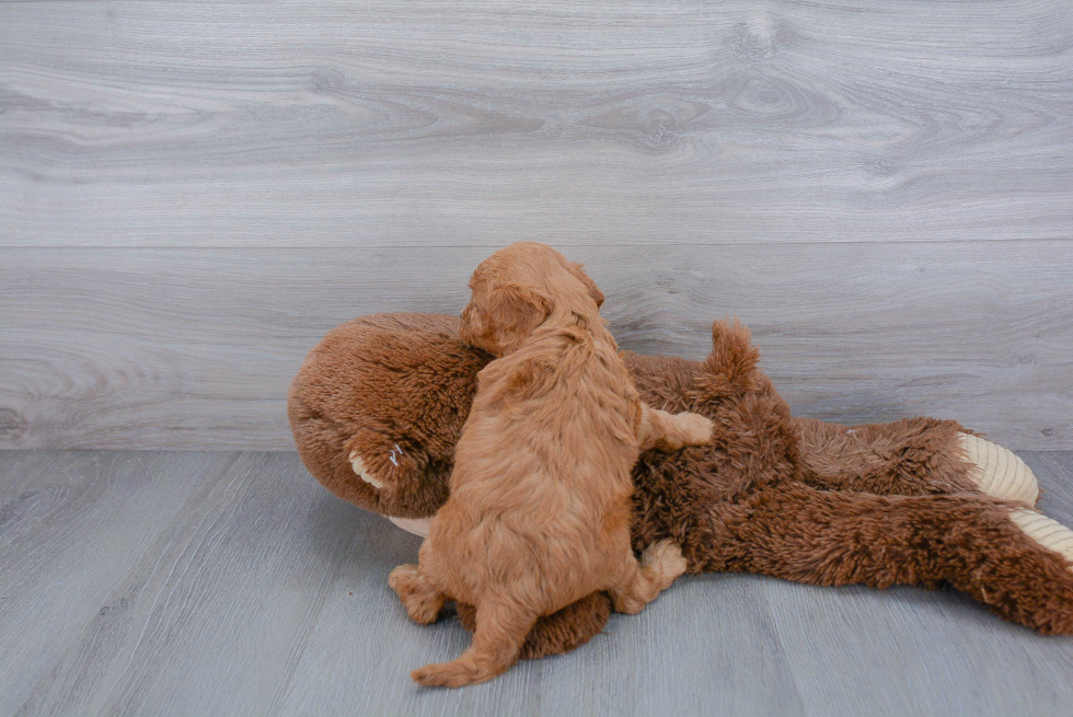 Petite Cavapoo Poodle Mix Pup