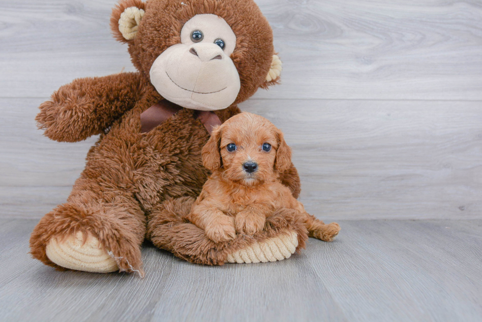 Fluffy Cavapoo Poodle Mix Pup