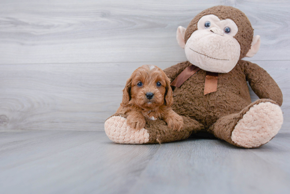 Cavapoo Pup Being Cute