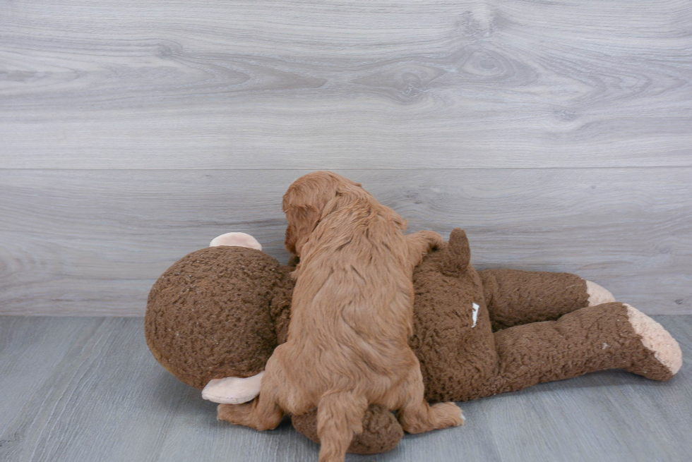 Best Cavapoo Baby