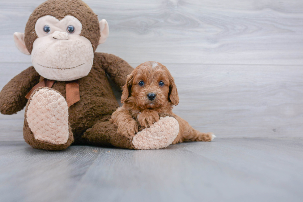 Energetic Cavoodle Poodle Mix Puppy