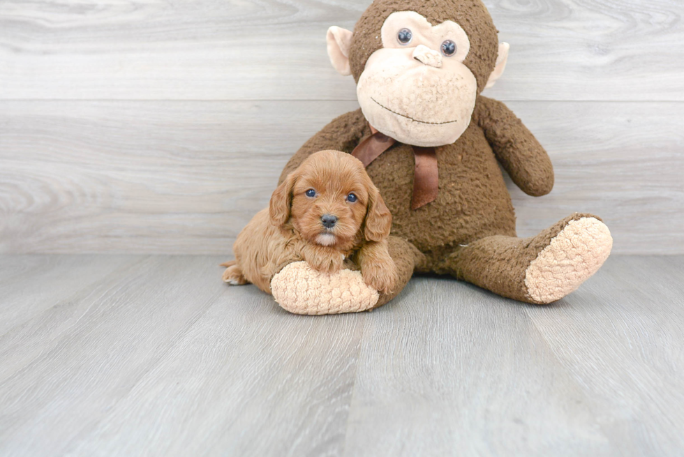 Best Cavapoo Baby