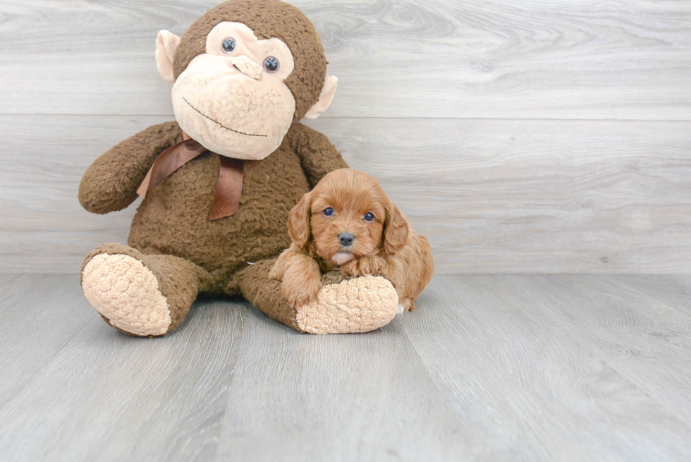 Friendly Cavapoo Baby