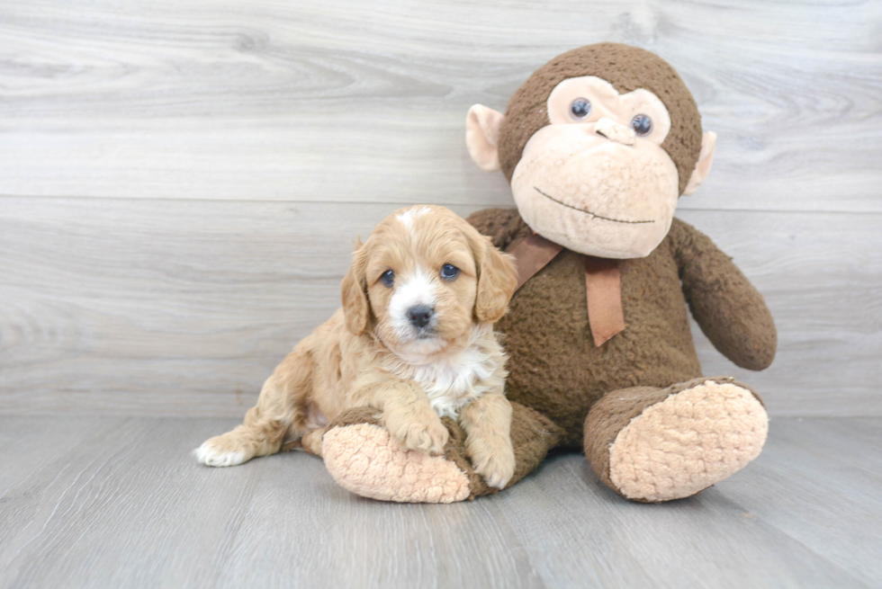 Best Cavapoo Baby