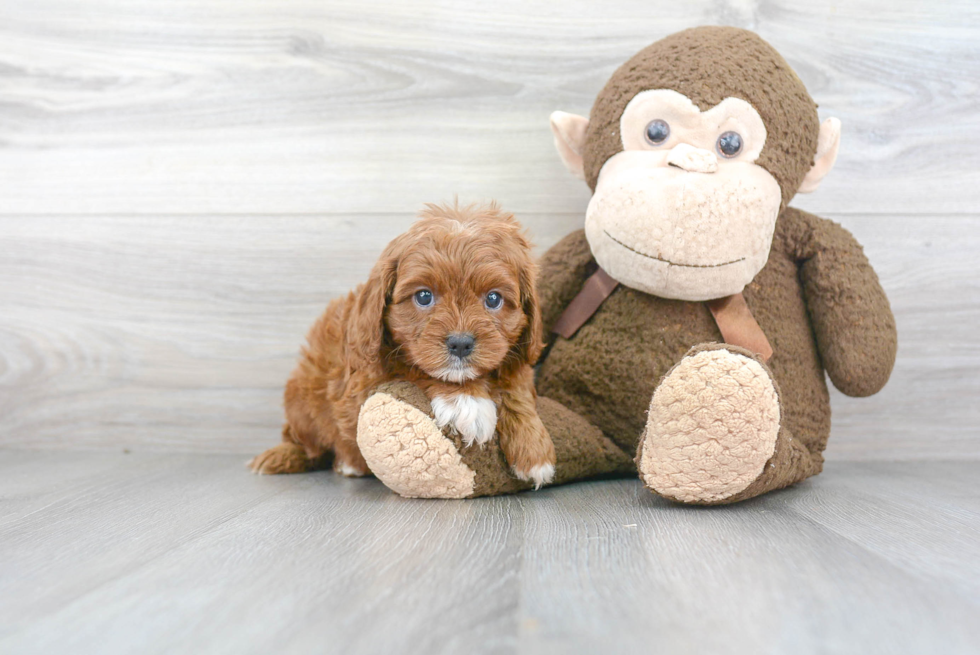 Cavapoo Puppy for Adoption