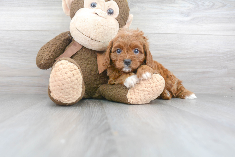 Best Cavapoo Baby