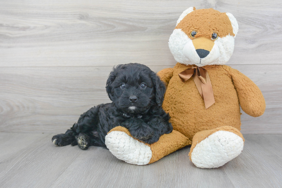 Cavapoo Pup Being Cute