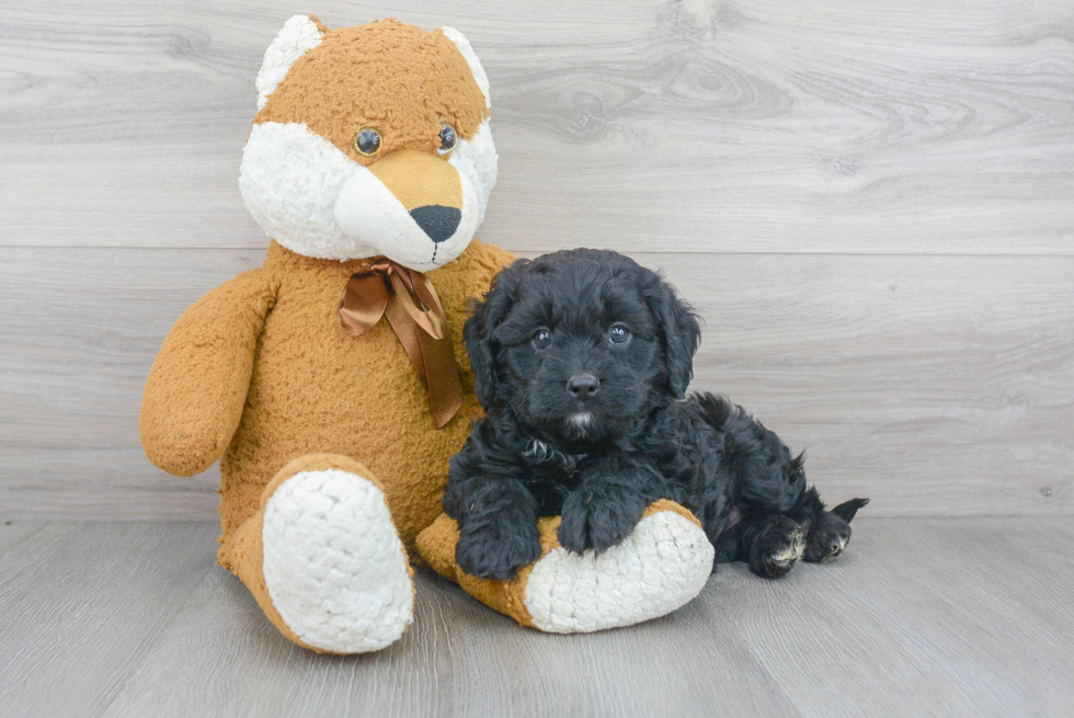 Playful Cavoodle Poodle Mix Puppy