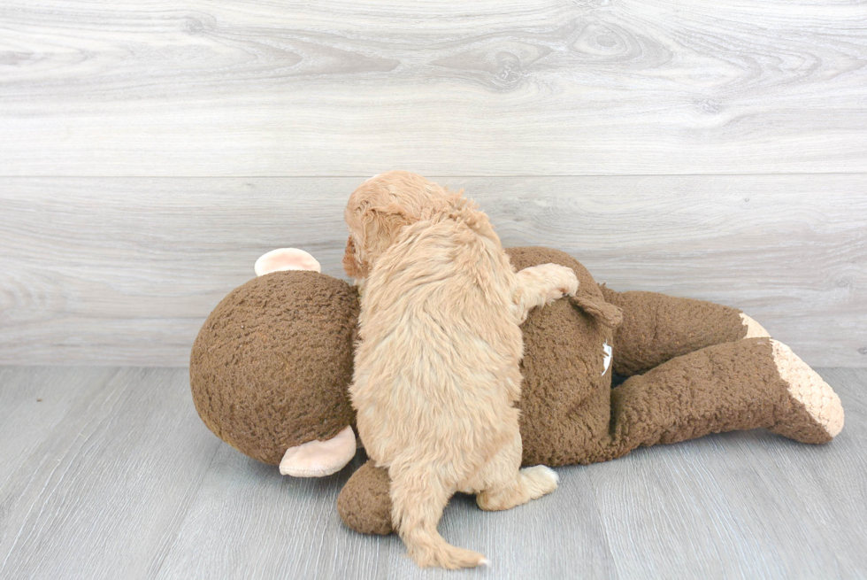 Cavapoo Pup Being Cute