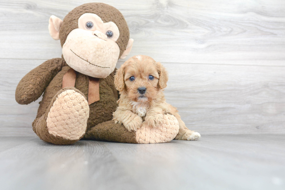 Sweet Cavapoo Baby