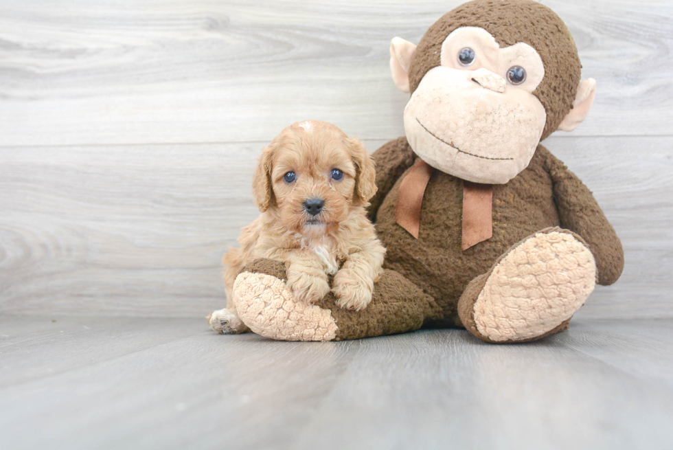 Cavapoo Pup Being Cute