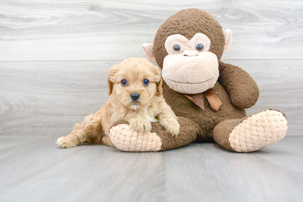 Energetic Cavoodle Poodle Mix Puppy