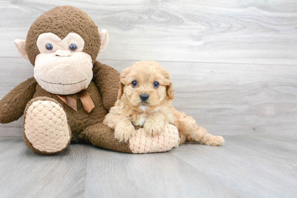 Popular Cavapoo Poodle Mix Pup