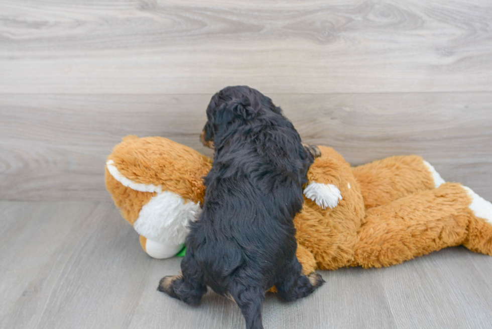 Best Cavapoo Baby