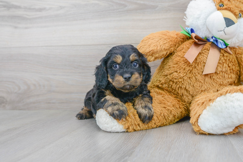 Cavapoo Pup Being Cute