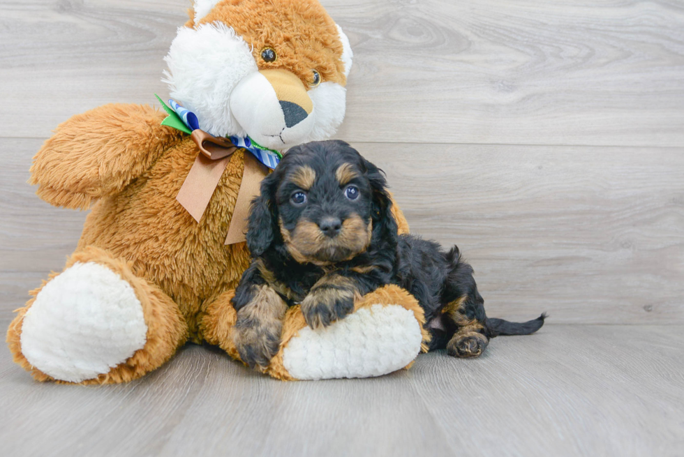 Cavapoo Puppy for Adoption