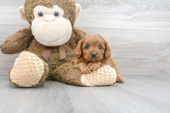 Happy Cavapoo Baby