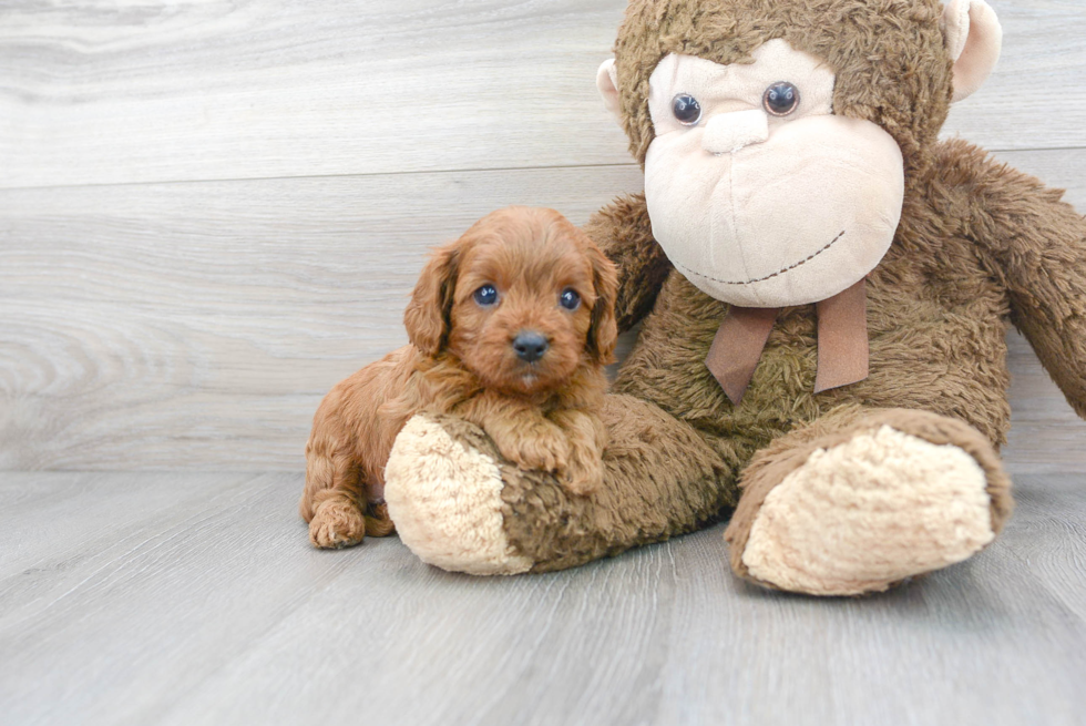 Cavapoo Pup Being Cute