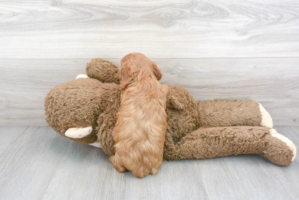 Cavapoo Pup Being Cute