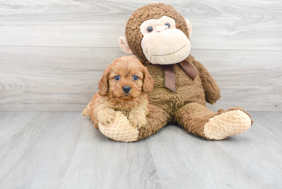 Happy Cavapoo Baby