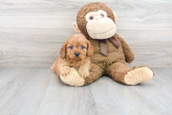 Happy Cavapoo Baby