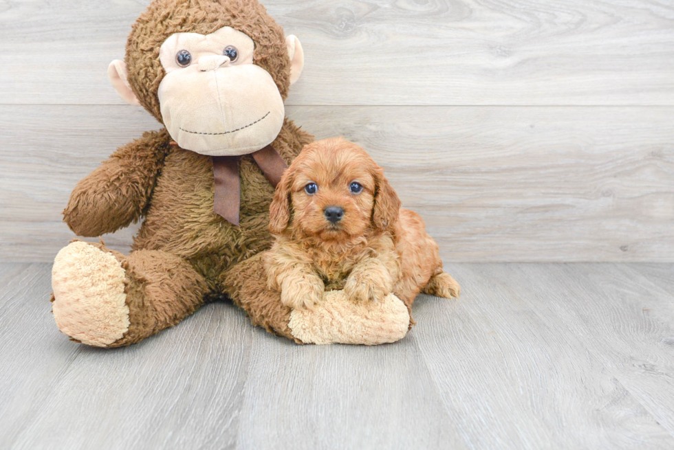 Cavapoo Puppy for Adoption