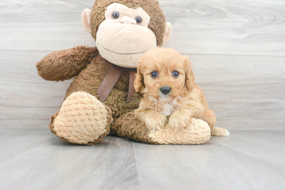 Best Cavapoo Baby