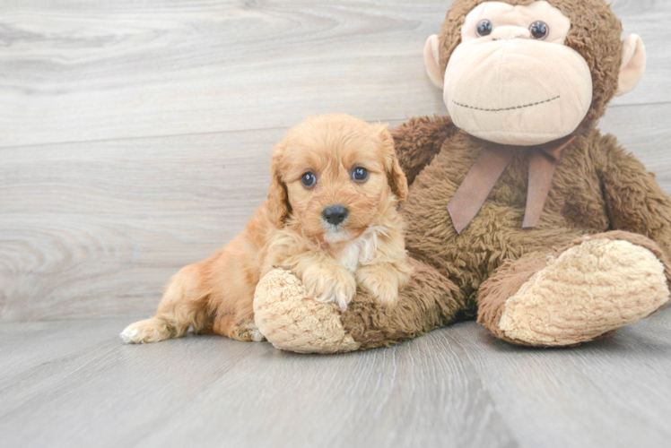 Best Cavapoo Baby