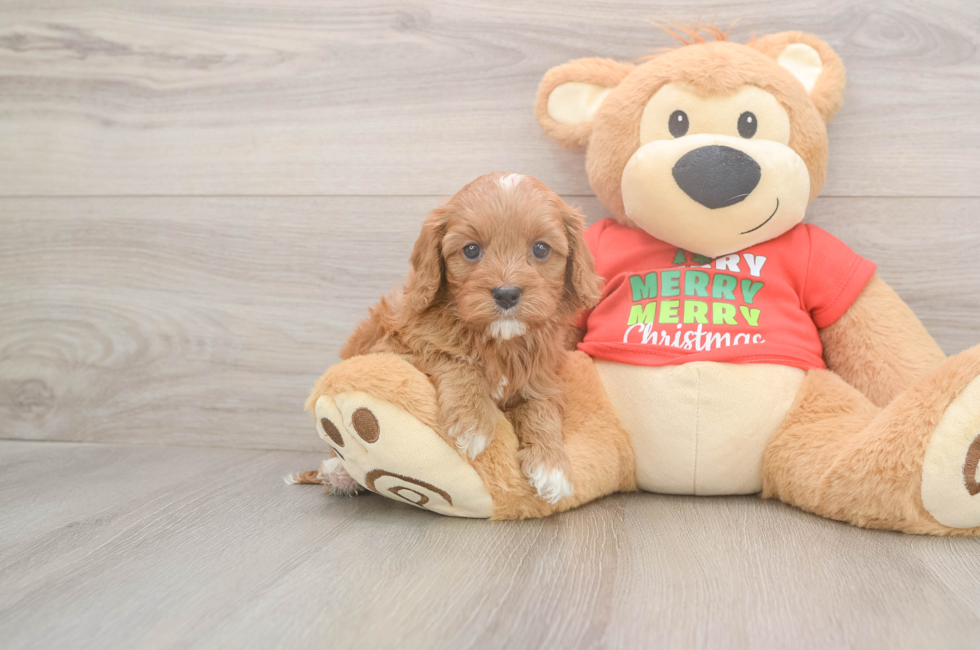 5 week old Cavapoo Puppy For Sale - Premier Pups