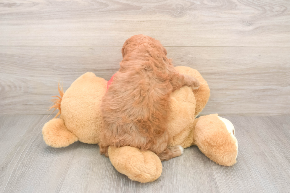 Little Cavipoo Poodle Mix Puppy