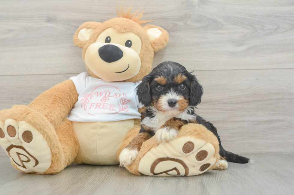 5 week old Cavapoo Puppy For Sale - Premier Pups