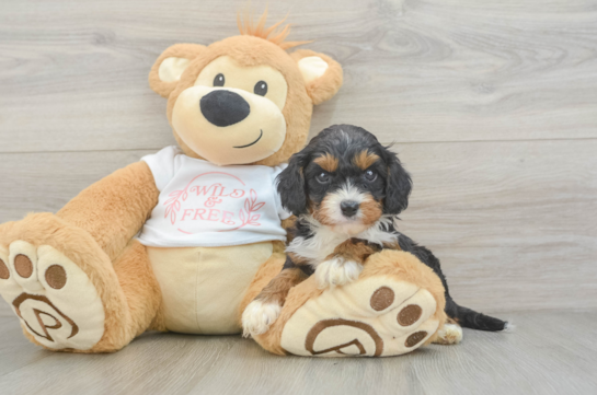Small Cavapoo Baby