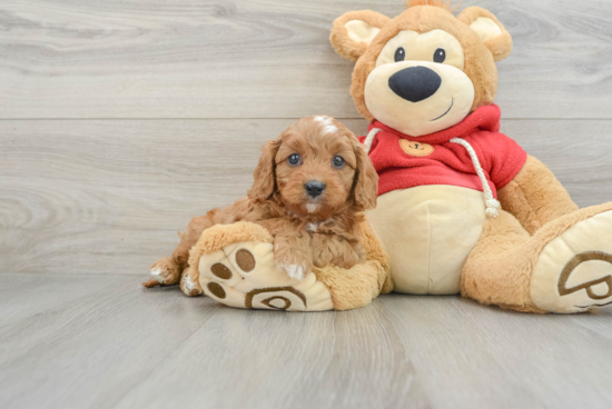 Cavapoo Puppy for Adoption