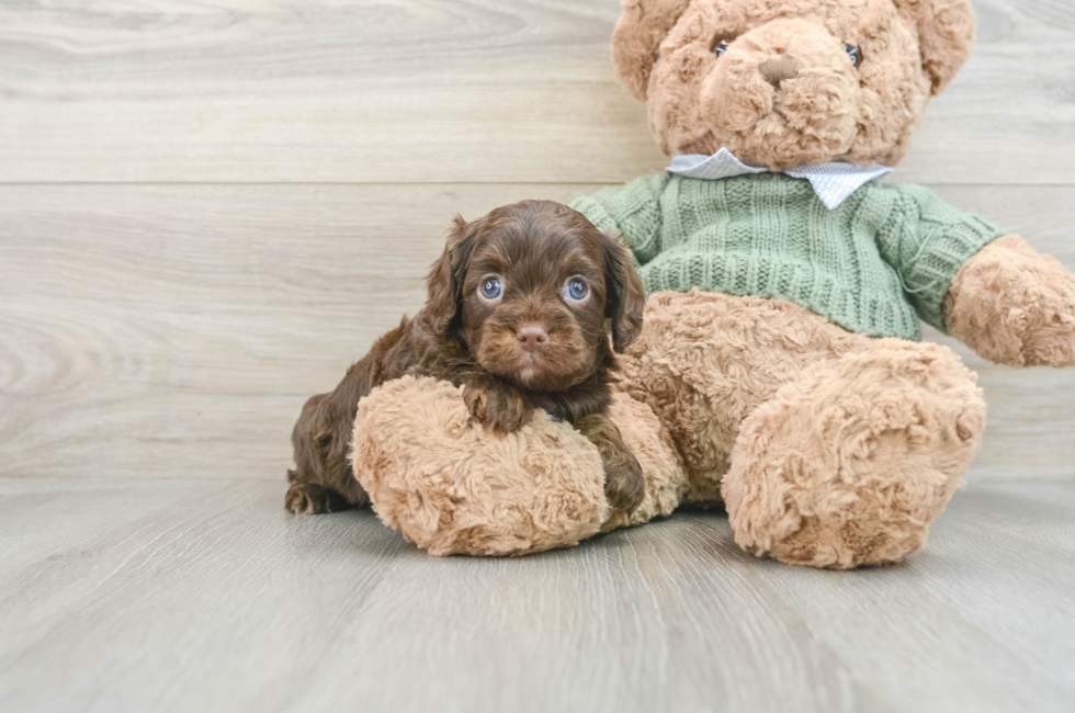 6 week old Cavapoo Puppy For Sale - Premier Pups