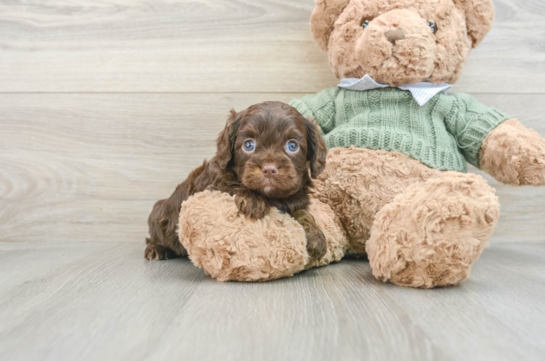 Cavapoo Pup Being Cute