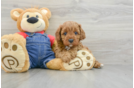 Best Cavapoo Baby