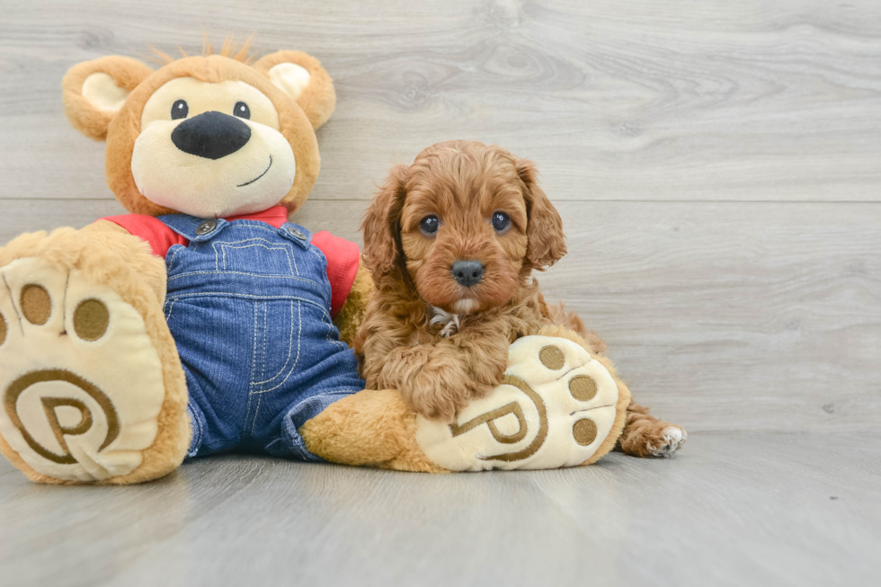 Best Cavapoo Baby