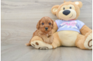 Cavapoo Puppy for Adoption