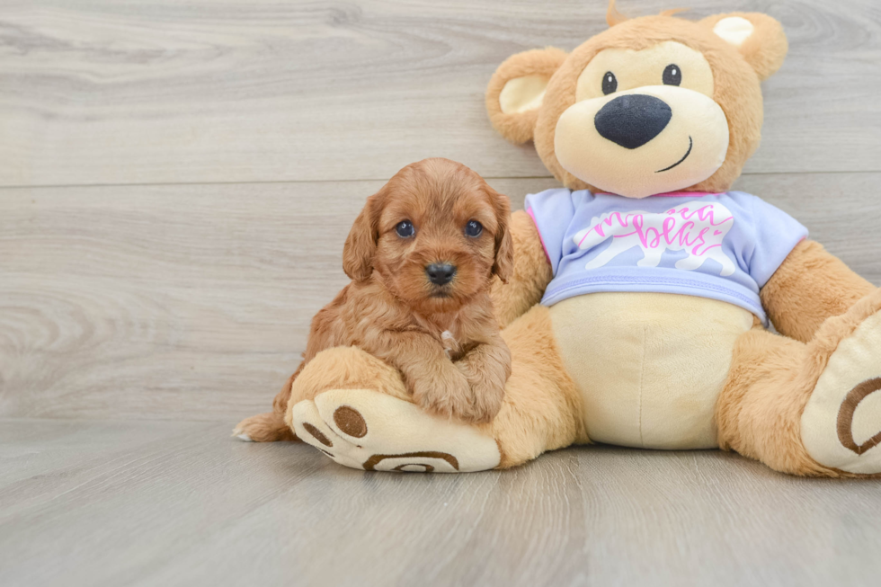 Cavapoo Puppy for Adoption