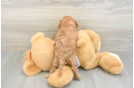 Cavapoo Pup Being Cute